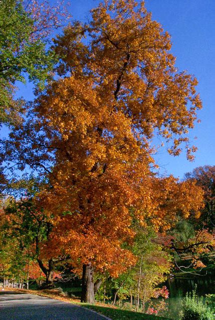 Mockernut Hickory Tree In Central Park