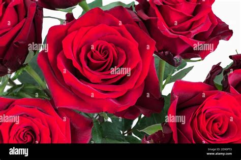 Beautiful Romantic Dark Red Roses Stock Photo Alamy