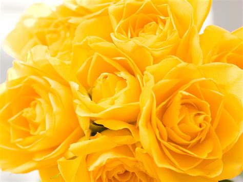 Yellow Rose Wallpapers Shining Yellow Roses Hd Wallpaper ~ Artline