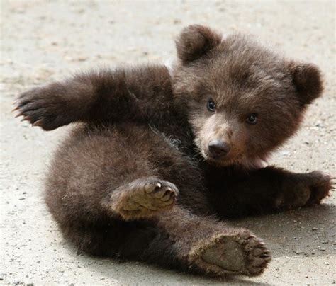 Картинки по запросу Grizzly Bear Cubs Cute Little Animals Cute Bear