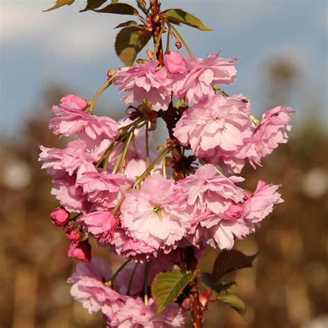 prunus candy floss flowering cherry tree mail order trees