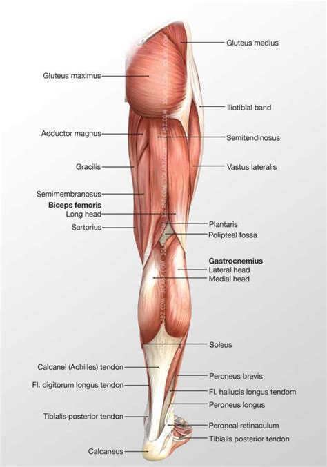 Leg Muscle Diagram Posterior View Of A Left Leg Mapping The Location