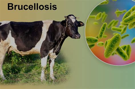 Brucellosis Symptoms Causes Diagnosis And Treatment Cultfit