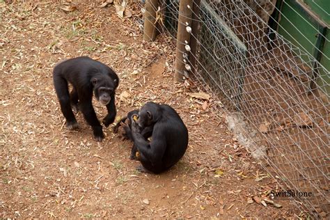 Destination Sierra Leone: The Hidden Wildlife Gem - Tacugama Chimpanzee