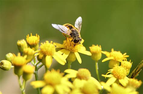 Filebee Gathering Pollen Yellow Flower Macro Wikimedia Commons