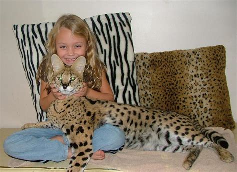 Like most other cats, they are lively and playful. serval | Kate's Corner