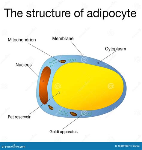 Adipocytes Lipocytes And Fat Cells Illustration Depicting Structure