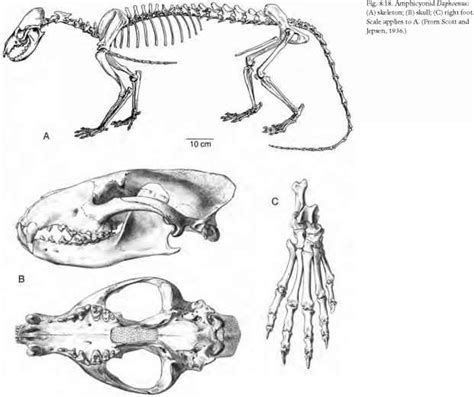Animal Skulls Identification Age Of Mammals Fossil Hunters