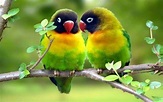 Lovebirds Wallpaper (56+ images)