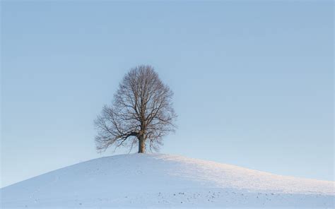 Download Wallpaper 3840x2400 Tree Hill Snow Winter Landscape 4k
