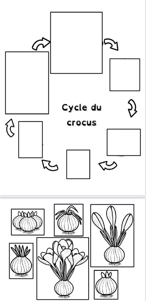 Bulbe Cycle Du Crocus