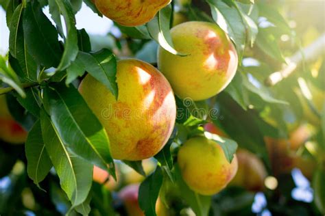 Yellow Ripe Peaches On A Tree In Sunny Weather Stock Image Image Of