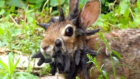 Jackalopes Are Real Sort Of Viruses Can Cause Bunnies To Grow ‘horns