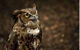 High Resolution Owl Photos Photos