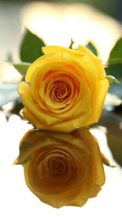 We have 59+ background pictures for you! 49+ Screensavers and Wallpaper Yellow Roses on ...