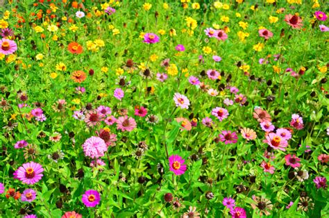 Free Images Flowers Flower Wildflowers Field Meadow Summer Wild