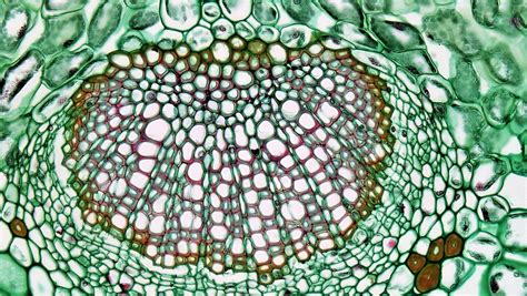 Angiosperm Morphology Midrib Bundle Sheath In Ligustrum Microscopic