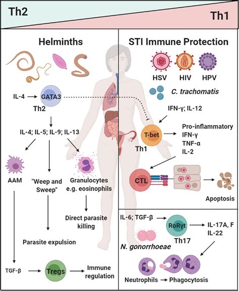 Frontiers Impact Of Helminth Infections On Female Reproductive Health
