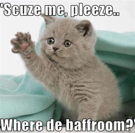 Adorable Cat Memes Image Memes At