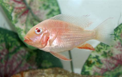 Geophagus Albino Heckelii 4 Acarichthys Heckelii Sp Product View