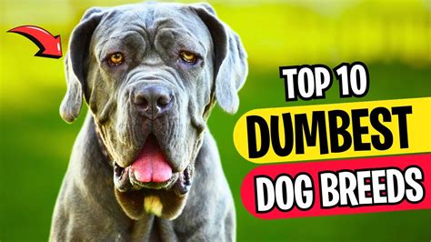 Top 10 Dumbest Dog Breeds In The World Youtube