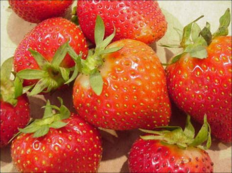 Plant ID Fruits Nuts Strawberry Florida Master Gardener Volunteer