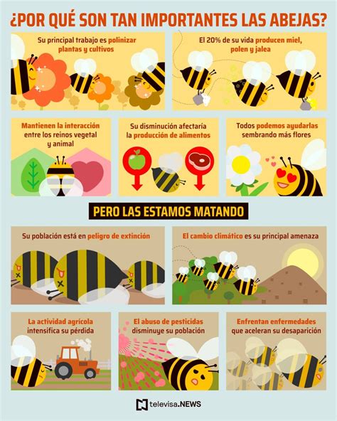 Abejas Mexicanas Están En Situación ‘apocalíptica Según Especialistas