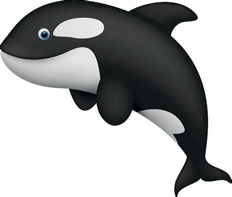 Killer Whale Clip Art