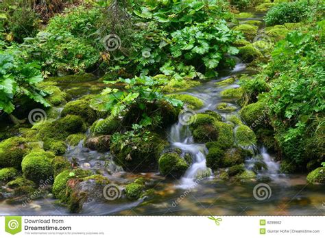 Moss On River Rocks Stock Photo Image Of Green Flowing 6299662