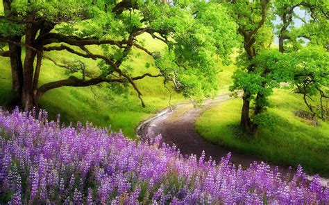 Free Download Landscape Purple Flowers Trees Wallpaper Landscape