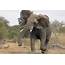 18 Swaziland Elephants To Be Captured And Flown Zoos In The US 