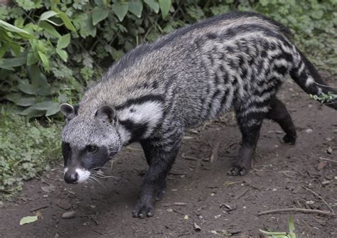 Suzys Animals Of The World Blog The African Civet