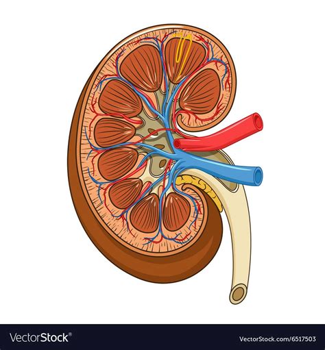Structure Of The Kidney Medical Vector Illustration Science Medical