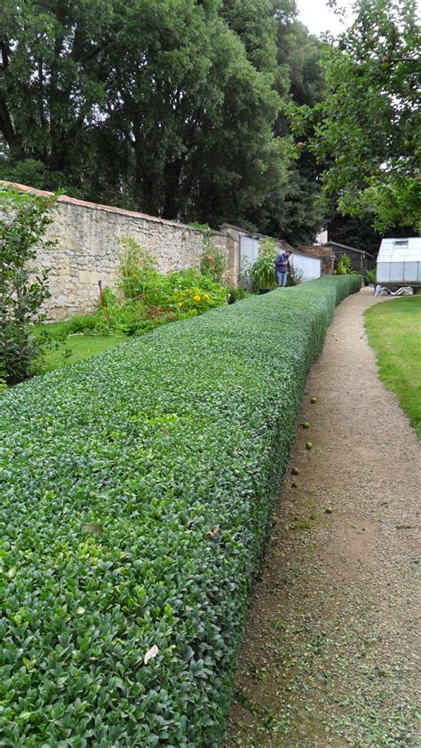 Worcester College Gardeners 2009-2018: Perfect Conditions For Box Hedge ...