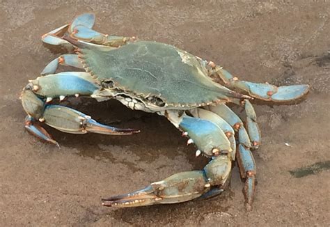 √ 8 Different Types Of Crabs Crab Crabs Animal Crab Art