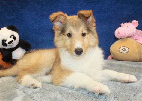 Collie Puppies For Sale Long Island Puppies