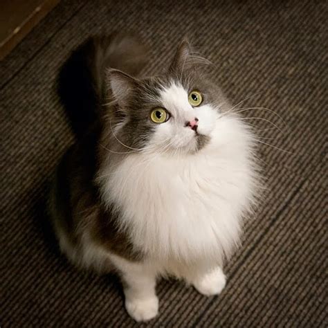Norwegian Forest Cat Temperament And Personality Annie Many