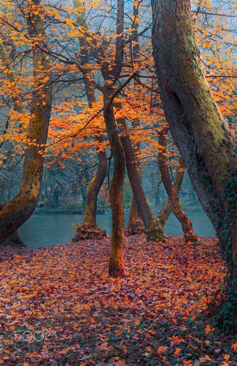 River Trees Autumn Impression Ilidza Sarajevo Bosnia Autumn Day