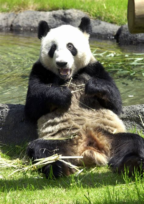 Giant Panda Le Le Dies At Memphis Zoo Today Breeze