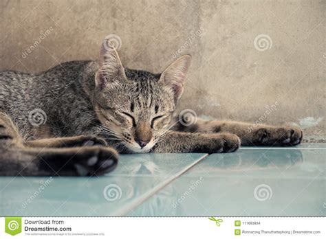 Cat Sleeping On The Floor At Home Stock Photo Image Of Gray