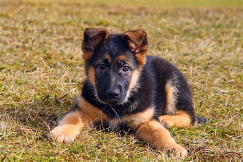 How Much Do German Shepherds Cost German Shepherd Price And Expenses