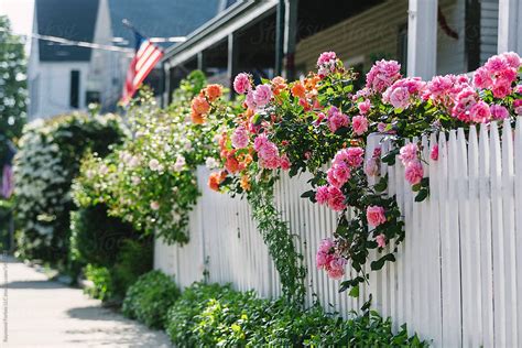 Roses On White Picket Fence On Fence In Newport Rhode Island By