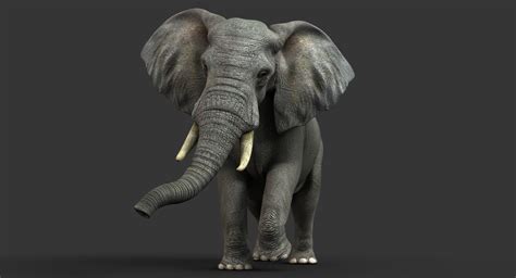 Buy African Elephant Fur Animated 3d Models Online Massimo Righi