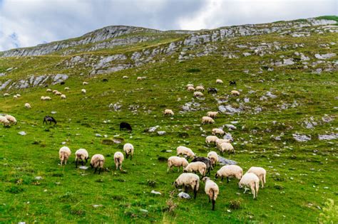 Moutons Sur Les Champs De Montagne Photo Premium