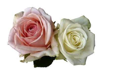 Roses Flowers Rose Flower · Free Photo On Pixabay
