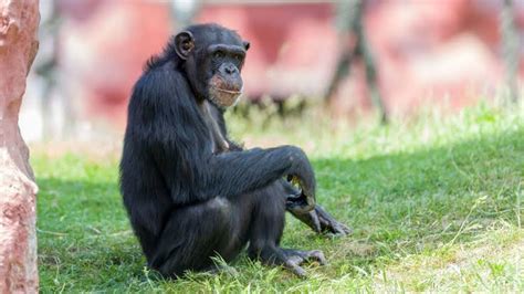 Belgian Woman Banned From Zoo After Having An Affair With Chimpanzee