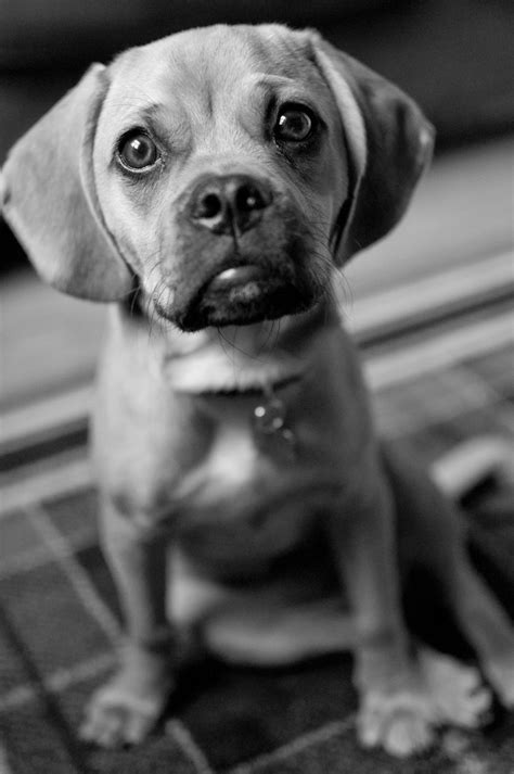 Pin By Stephen Dost On My Photography Puggle Puppies Dog Expressions