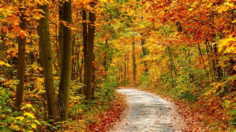 Download Autumn Forest Landscape Desktop Wallpaper By Cheyennec16
