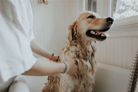 How To Groom Your Dog At Home Green Lane Farm Boarding Kennels