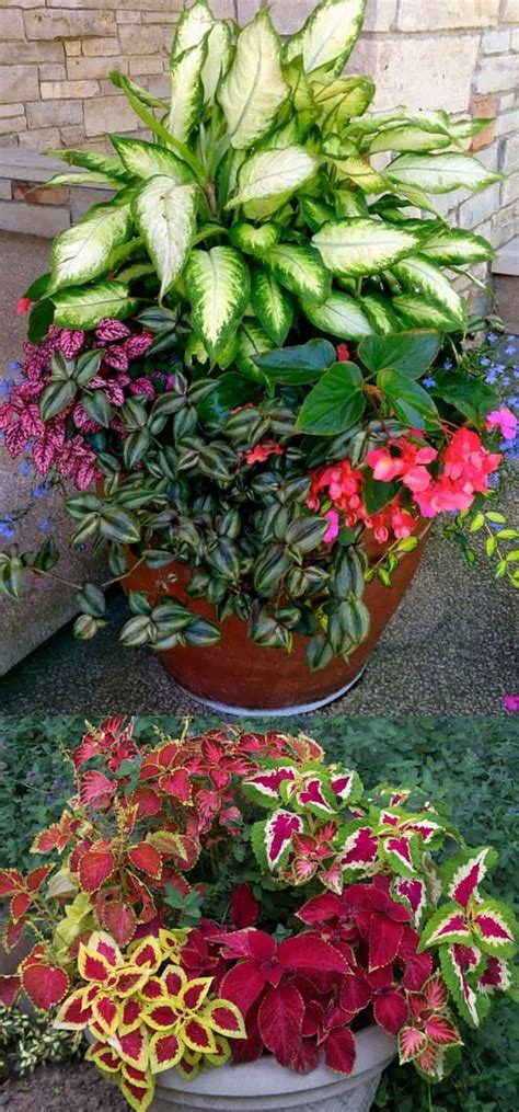 16 Colorful Shade Garden Pots And Plant Lists Page 2 Of 2 A Piece